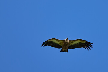 vautour fauve - gyps fulvus