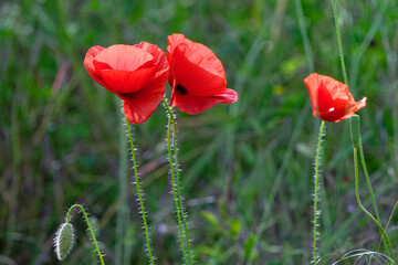 Obraz premium coquelicot - Papaver rhoeas