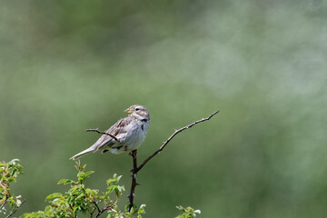 Moineau domestique - Passer domesticus 