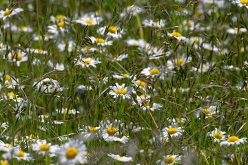 Marguerite - Marguerite commune - Leucanthemum vulgare