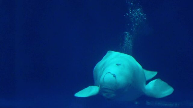 Beluga whale, Delphinapterus leucas, creates multiple bubble rings in a row underwater. Closeup shot of White whale. 4K