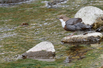 Cincle plongeur - Cinclus cinclus - passereaux