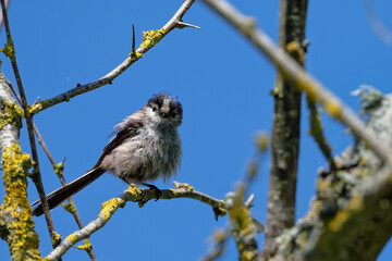 Mésange à longue queue - Orite à longue queue - Aegithalos caudatus 