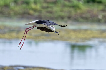 Échasse blanche - Himantopus himantopus - oiseaux échassiers - limicoles - Recurvirostridae 