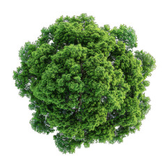 Fototapeta premium Top View Tree Isolated on a Transparent Background