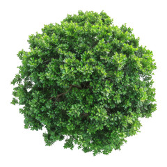 Top View Tree Isolated on a Transparent Background