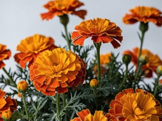 Portrait of Vibrant Orange and Yellow Marigold Blooms Against a Neutral Background