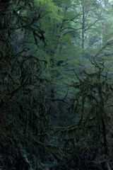 A magical abandoned forest. Photograph of trees and bushes thickets. Image of nature