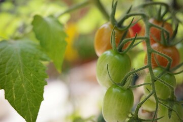 家庭菜園のトマト