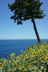 向日葵と海と木と