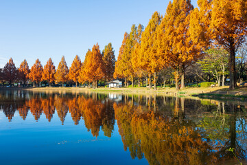 日本の風景・秋　小江戸川越　紅葉の川越水上公園