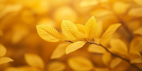Obraz premium Golden autumn leaves in soft focus, capturing the essence of the fall season
