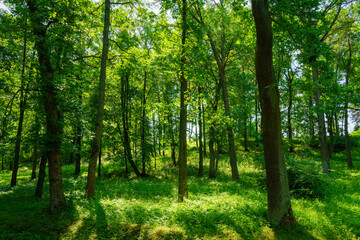 Fototapeta premium Park with lush green trees during the daytime in summer.