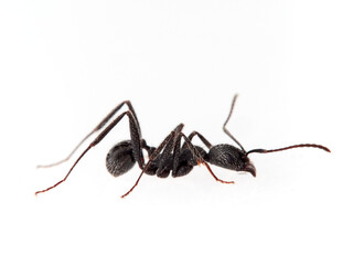 Black ant with hairs on a white background. Aphaenogaster senilis.