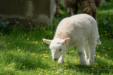 close-up of a young welsh lamb
