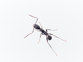 Black ant with hairs on a white background. Aphaenogaster senilis.