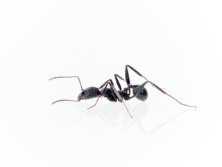 Black ant with hairs on a white background. Aphaenogaster senilis.