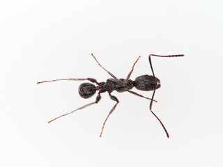 Black ant with hairs on a white background. Aphaenogaster senilis.