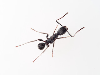 Black ant with hairs on a white background. Aphaenogaster senilis.