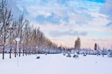 Winter park with perspective row of trees, dramatic cloudy sky and snow
