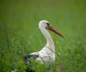 The white stork (Ciconia ciconia) is a large bird in the stork family, Ciconiidae. Its plumage is mainly white, with black on the bird's wings.