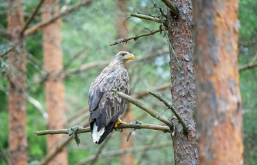 The white-tailed eagle (Haliaeetus albicilla), sometimes known as the 'sea eagle', is a large bird of prey, widely distributed across temperate Eurasia. 