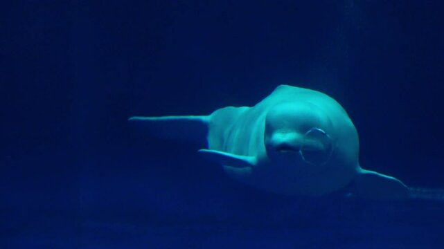 Beluga whale, Delphinapterus leucas, creates multiple bubble rings in a row underwater. Closeup shot of White whale. 4K