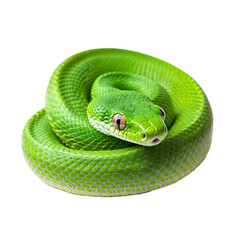 Obraz premium Coiled bright green snake with intricate scales isolated on transparent background 