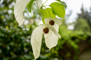 close-up of flowering davidia involucrata var vilmoriniana, the handkerchief tree