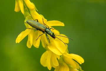 Fototapeta premium false blister beetle - Chrysanthia viridissima, beautiful metallic green beetle from European meadows and gardens, Zlin, Czech Republic.