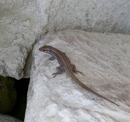 The filfola lizard (Podarcis filfolensis) basking in the sun on the rocks, Bulgaria