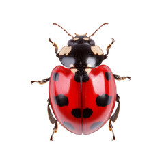 Red and black spotted ladybug crawling with wings slightly open isolated on transparent background 