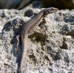 The filfola lizard (Podarcis filfolensis) basking in the sun on the rocks, Bulgaria