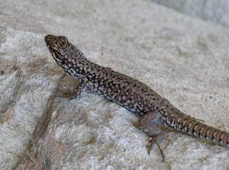 The filfola lizard (Podarcis filfolensis) basking in the sun on the rocks, Bulgaria