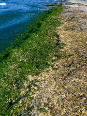 Rotting green and red algae washed ashore by a storm in Bulgaria, Black Sea