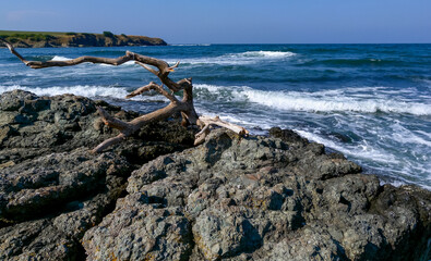 Seascape, dry tree on stones on the Black Sea coast, Bulgaria