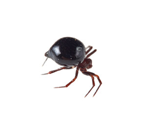 Red and black spider with a very large abdomen on a white background. Spider genus Zodarion