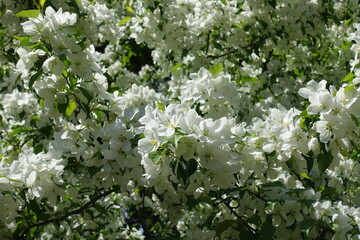 Abundance of white flowers of apple tree in May
