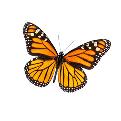 Vivid orange monarch butterfly gently resting isolated on transparent background 
