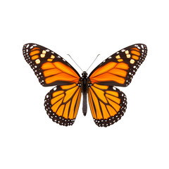 Vivid orange monarch butterfly gently resting isolated on transparent background 