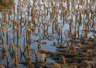 Rotten remains of corn stalks on a flooded field in the evening at sunset