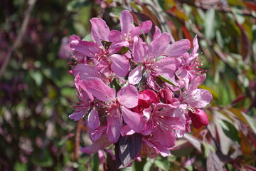 Closeup of pink flowers of crab apple in mid May