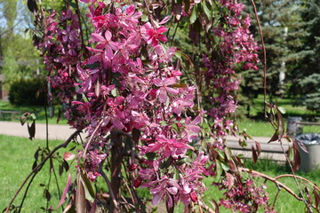 crab apple tree in full bloom in mid May