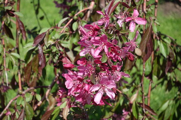 Flowering bran ch of crab apple in mid May
