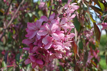 Group of pink flowers of crab apple in mid M ay