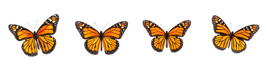 Obraz premium Collection of four vibrant monarch butterflies isolated on a transparent background, symbolizing transformation and the beauty of nature