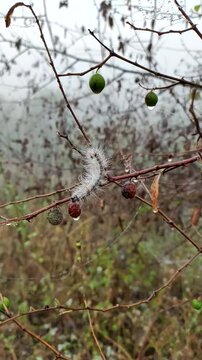 Fall webworm moth caterpillar on a stick in a winter season.