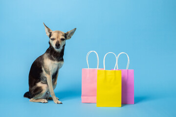 Dog with shopping bags on blue background, store purchase, shopping basket
