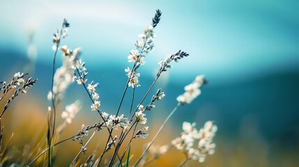  A tight shot of various blooms against a backdrop of a clear blue sky Foreground features a softly blurred depiction of grass