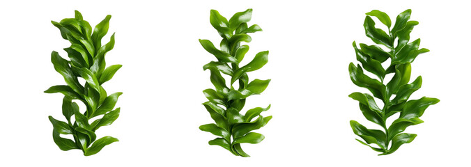 Collection of vibrant green seaweed stems isolated on transparent background, ideal for ocean conservation themes and sustainable seafood concepts